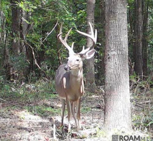 11255 Old Port Gibson Rd, Hermanville, MS, 39086 | Card Image