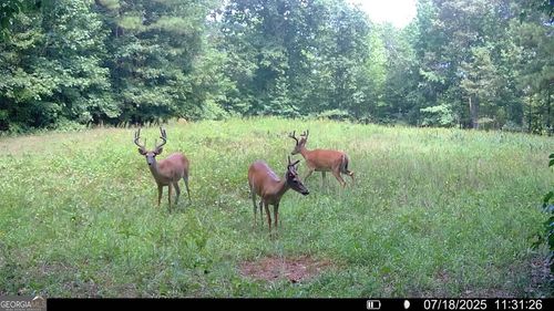 2941 Elberton Rd, Carlton, GA, 30627-2412 | Card Image