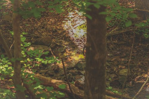 0 Long Fork Creek Road, Spencer, TN, 38585 | Card Image