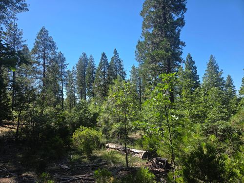 Lot 5 Waterleaf Ln, Shingletown, CA, 96088 | Card Image