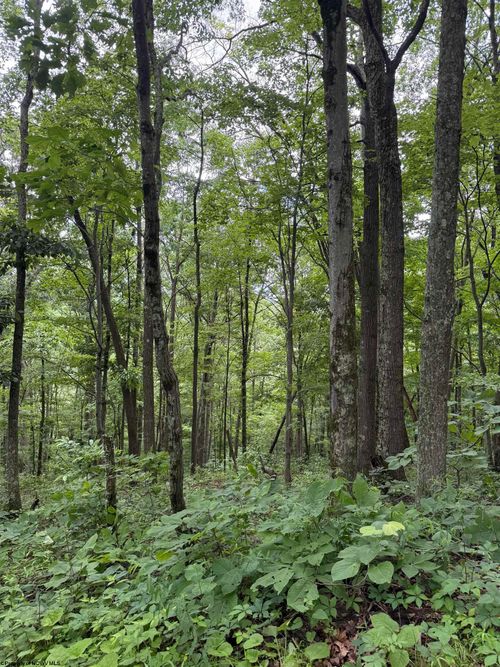 21 and 21.1 Pyles Frk Fork, Mannington, WV, 26582 | Card Image