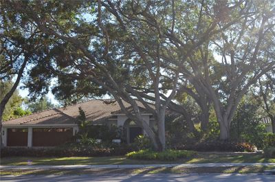 magestic live oaks | Image 2