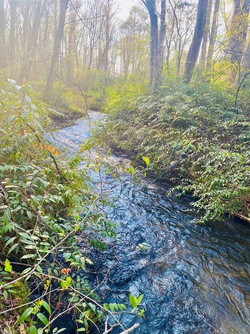 Lot 5 Carringer Road, Robbinsville, NC, 28771 | Card Image