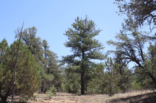 Lots 4-6 Bodean Road, Ramah, NM, 87321 | Card Image