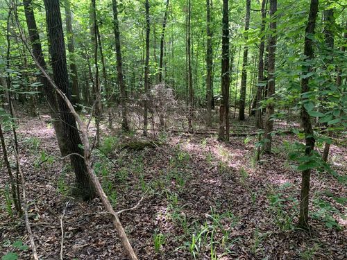 CAVE HOLLOW Null Lewis, Savannah, TN, 38372 | Card Image