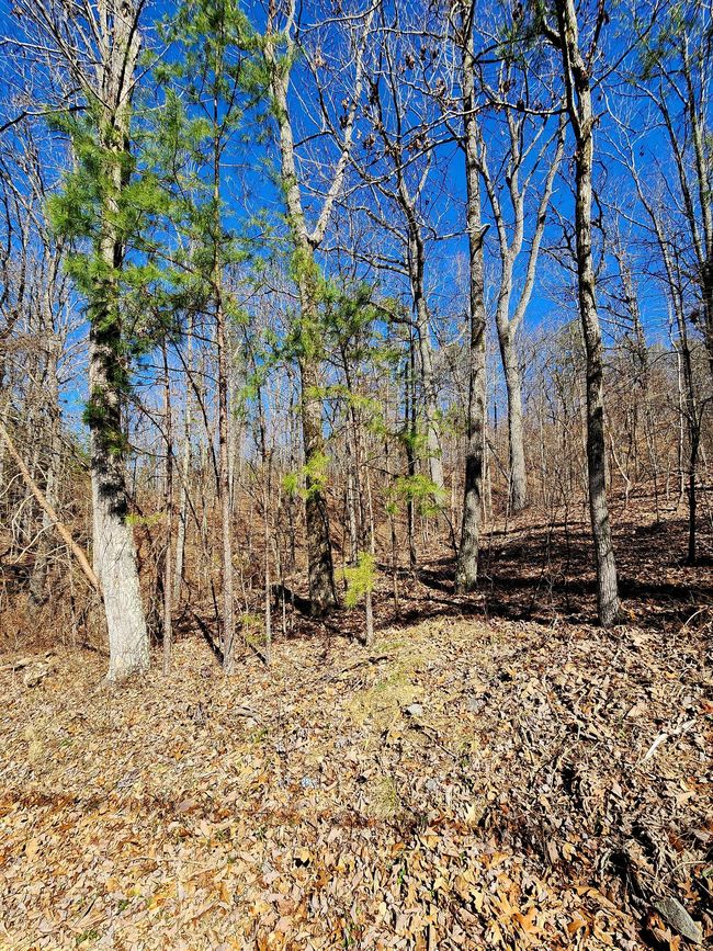 0 N Woods Ln, Home with 0 bedrooms, 0 bathrooms and null parking in Trenton GA | Image 6