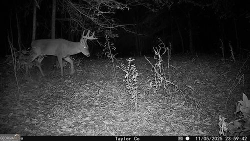 1 Americus Hwy, Rupert, GA, 31081 | Card Image