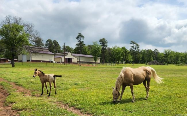 15350 Bailey Branch Rd, House other with 1 bedrooms, 1 bathrooms and null parking in Danville AR | Image 9