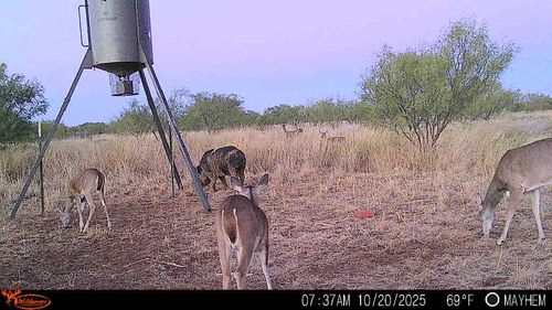 TBD 158.50 Acres, Trent, TX, 79561 | Card Image