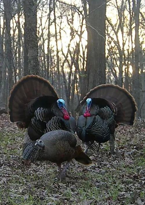 3990 Monk House Rd, Somerville, TN, 38068 | Card Image
