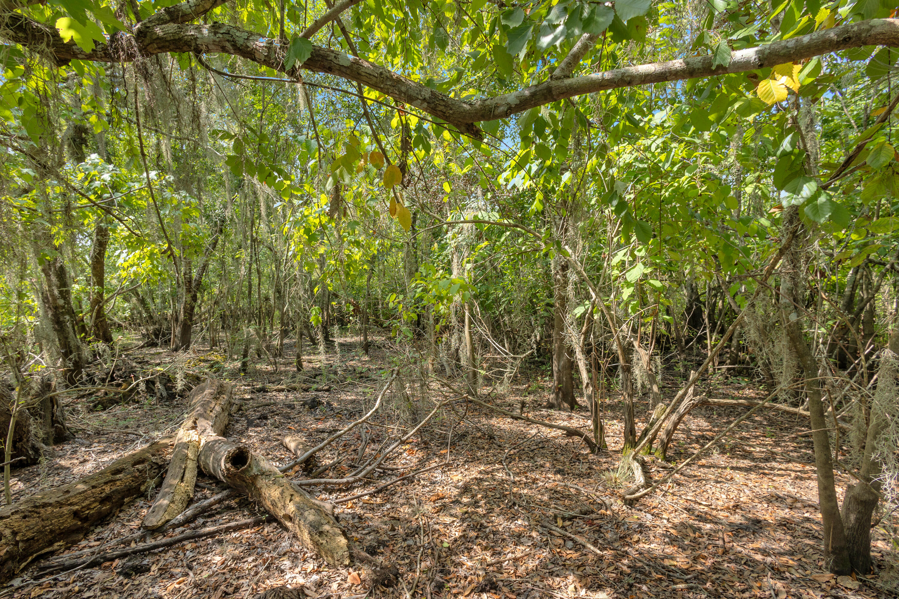 Land in Deland 4