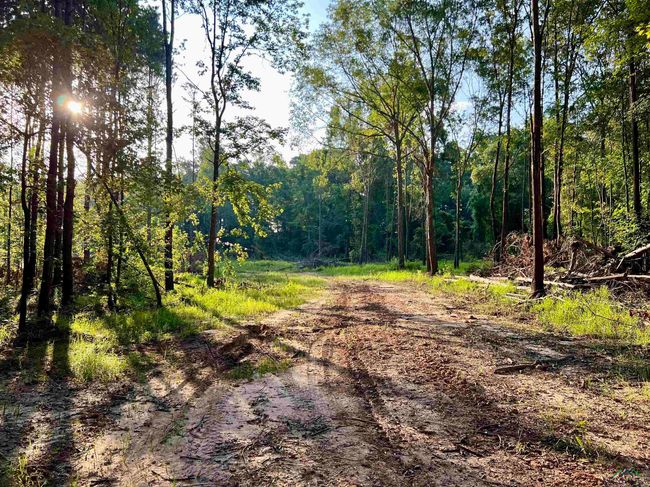 2735 Brandy Rd, Home with 0 bedrooms, 0 bathrooms and null parking in New Diana TX | Image 10
