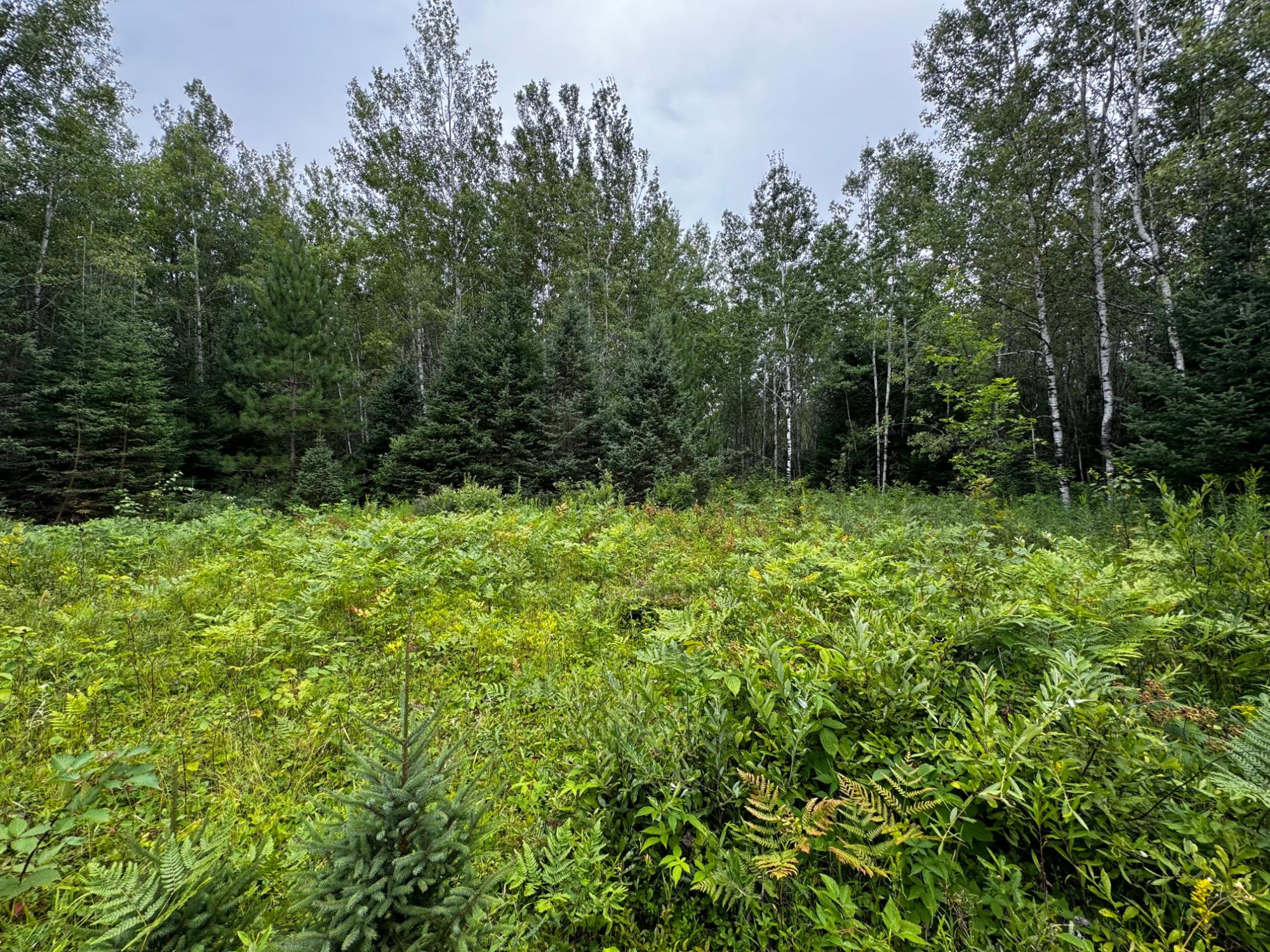 Land in Minocqua 4