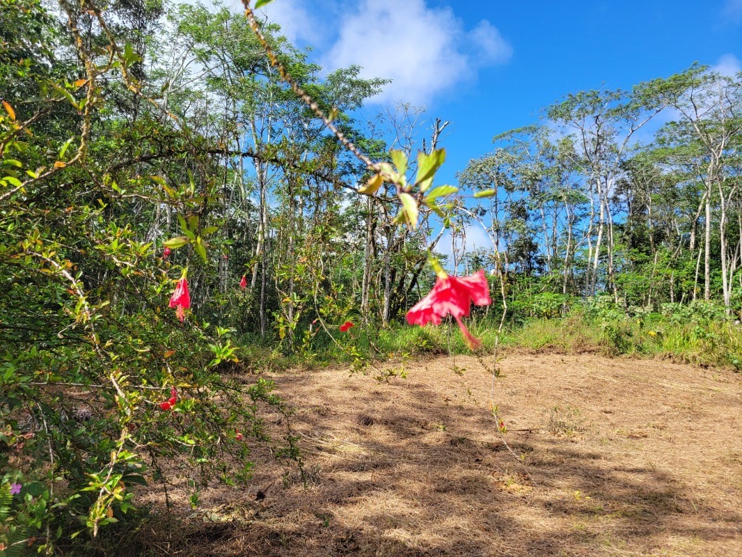 Land in Pahoa