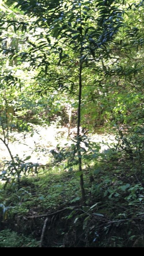 0-0 Visitar St, Felton, CA, 95018 | Card Image