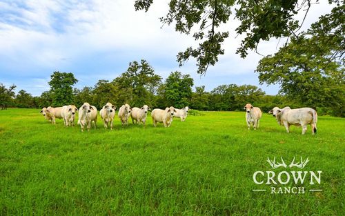 TBD Fm 908, Caldwell, TX, 77836 | Card Image