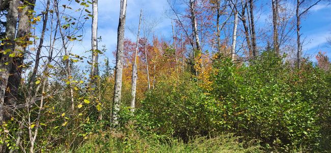 0 Thomas West Road, Home with 0 bedrooms, 0 bathrooms and null parking in Lunenburg VT | Image 14