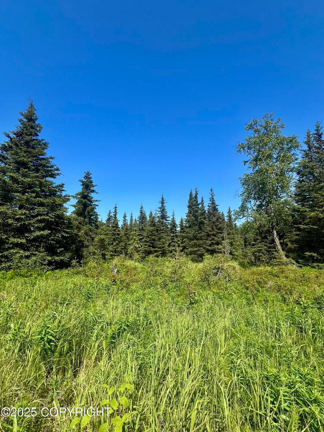 Mixture of sparse spruce and open field | Image 5