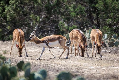 00 Highway 377, Rocksprings, TX, 78880 | Card Image