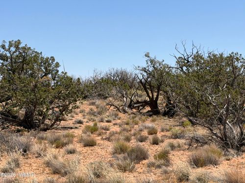 Lot 276 Chev Canyon Ranch #3, Heber, AZ, 85928 | Card Image