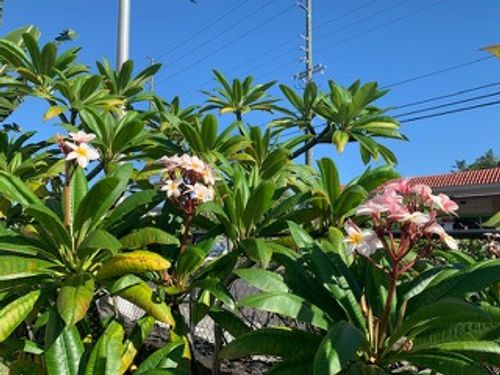apt-303-75-5680 Kuakini Hwy, Kailua Kona, HI, 96740-3129 | Card Image