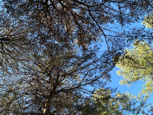 4690 Split Rail Way, Guild, TN, 37340 | Card Image