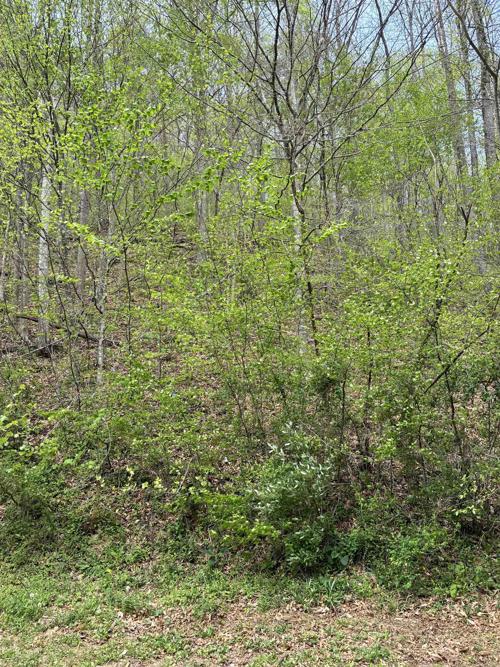 Land in Louisa 4