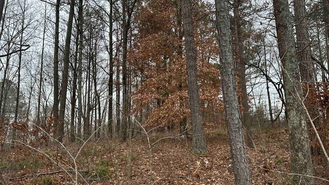 Lot 8 County Road 106, Home with 0 bedrooms, 0 bathrooms and null parking in LOGAN AL | Image 7