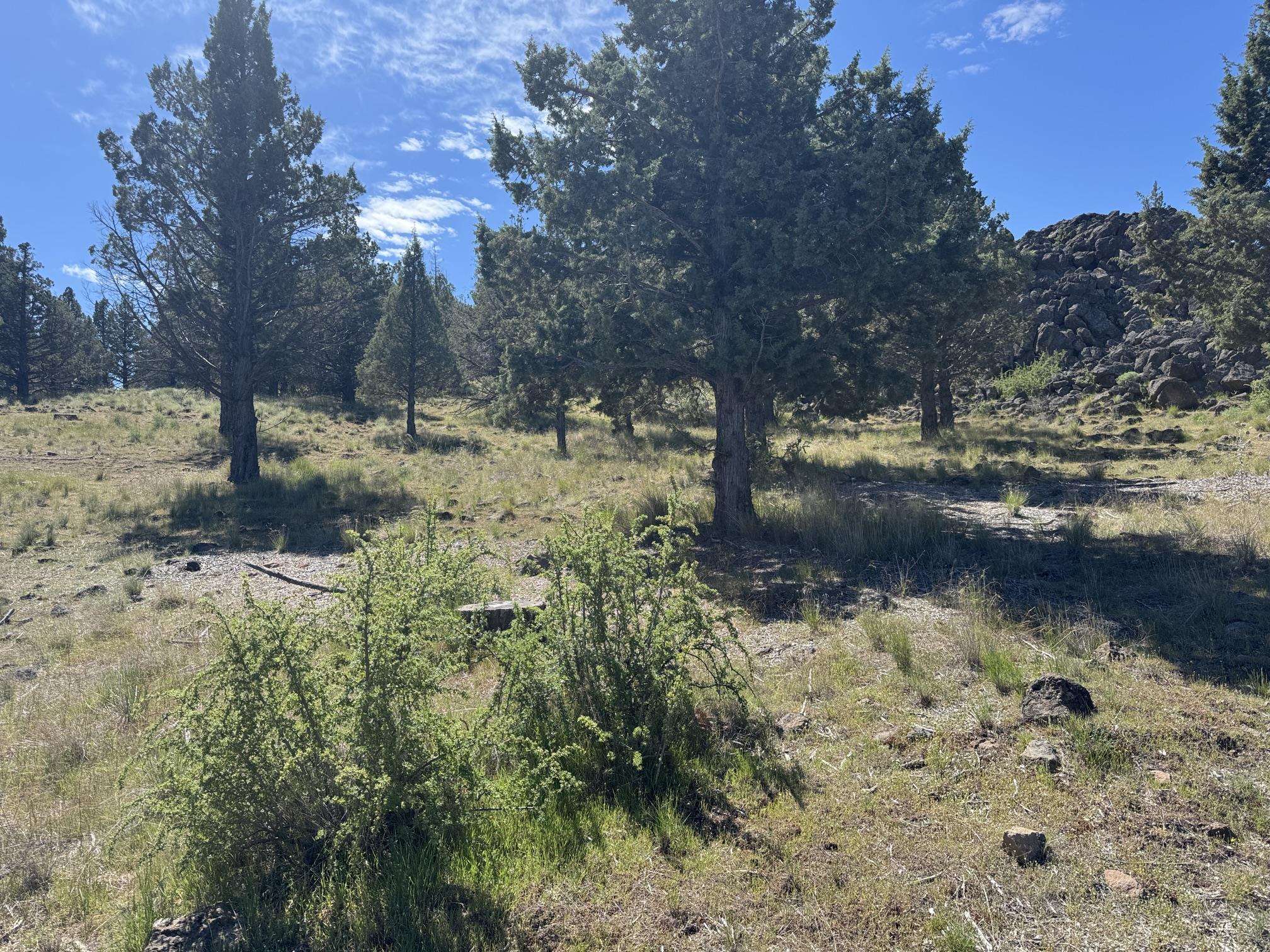Land in Weed