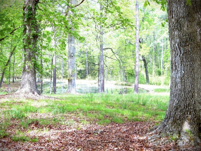 Pond 1 | Image 11