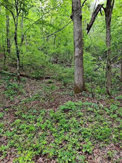 0 Childers Creek Rd, Reliance, TN, 37369 | Card Image
