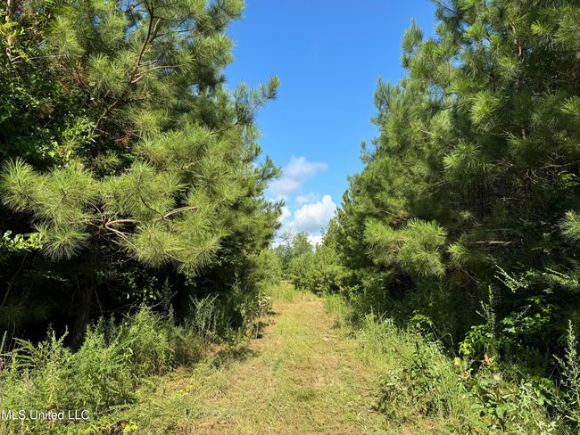 land-for-sale-lincoln-county-ms 10 | Image 13