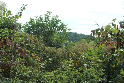 Lot 26 Trillium Heights Ct, Hayesville, NC, 28904 | Card Image