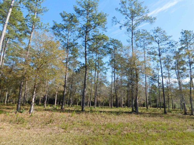 HWY-421 - 9245 Bear Creek Creek Drive, Home with 0 bedrooms, 0 bathrooms and null parking in Kountze TX | Image 5