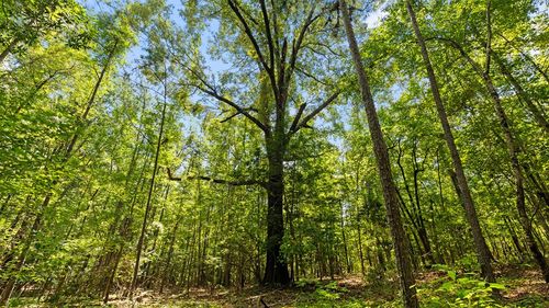 55.4 Acres E 4th Ave, Buena Vista, GA, 31803 | Card Image