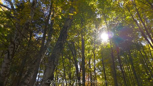 {{alt}} | Card Image