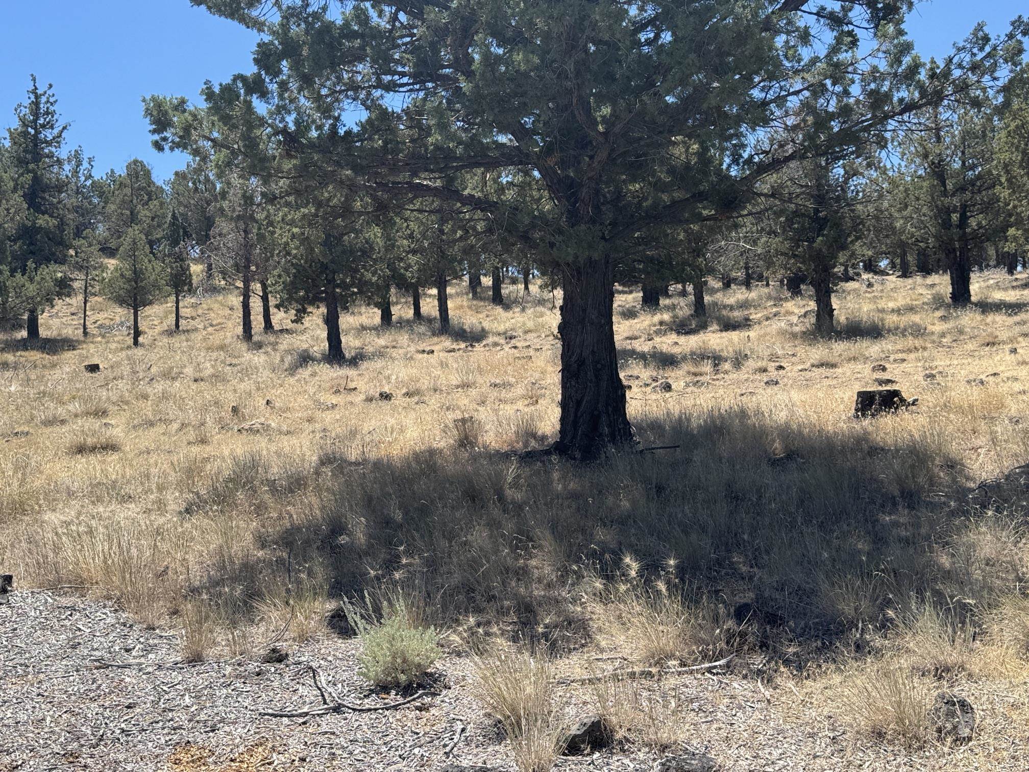 Land in Weed 5