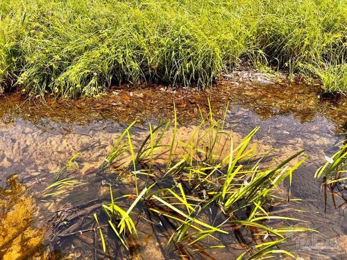 Lot 95 Turning Leaf Rd, Jay, FL, 32565 | Card Image