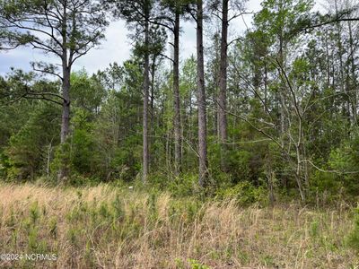 Wooded Acreage | Image 1