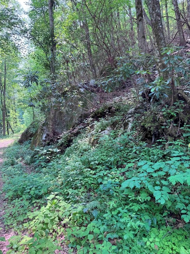 88 acres Bolden Branch Rd, Home with 0 bedrooms, 0 bathrooms and null parking in Andrews NC | Image 7