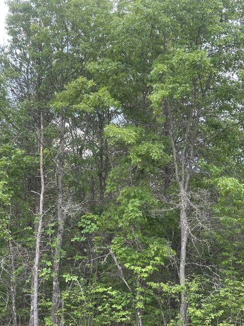 lot-5-jns-ON Cth Y, Tomahawk, WI, 54457 | Card Image
