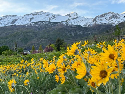 1653 Rosanna Cir, Alpine, UT, 84004-1866 | Card Image