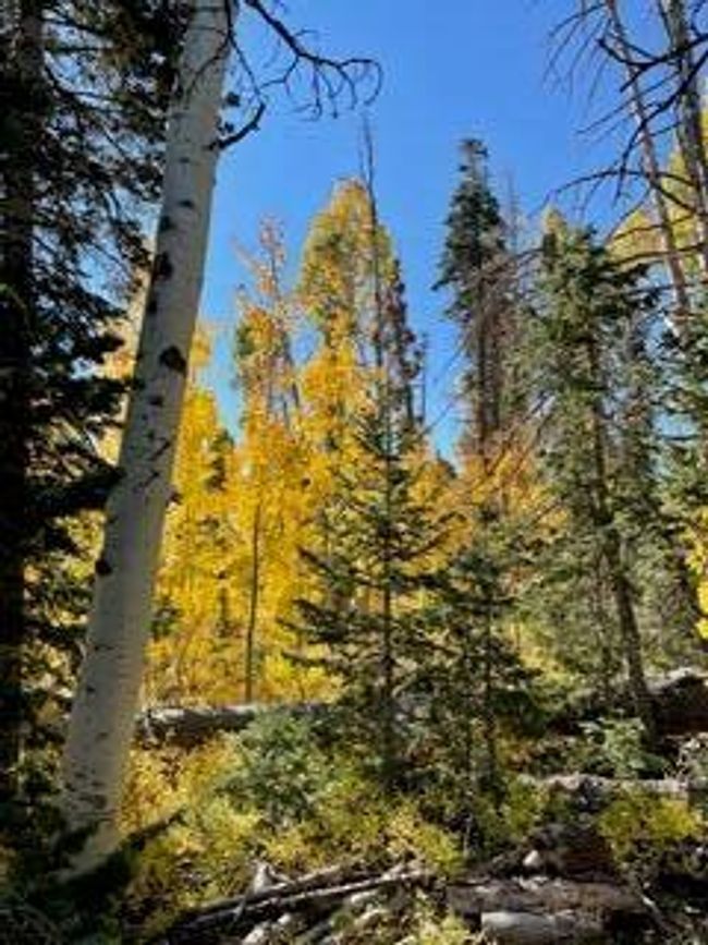 5 | Image 5