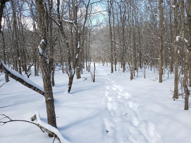 View of snowy yard | Image 29