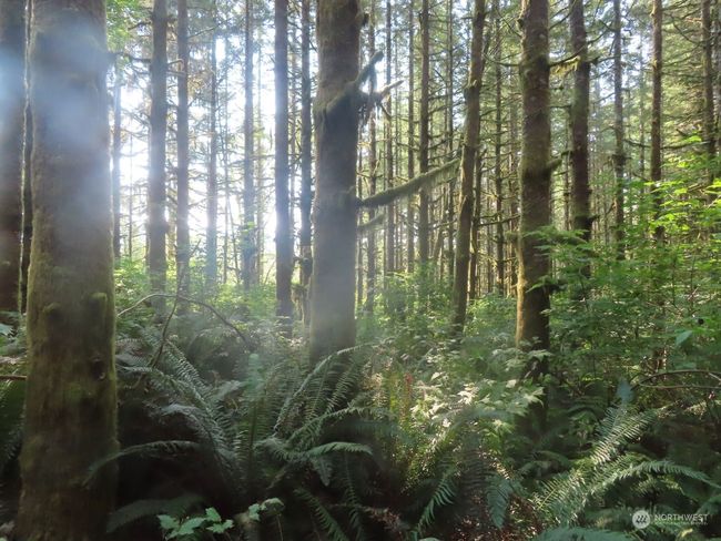 0 XXX State Route 4 W, Home with 0 bedrooms, 0 bathrooms and null parking in Grays River WA | Image 5