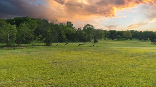 7 Corinth Rd, Mount Juliet, TN, 37122-4154 | Card Image