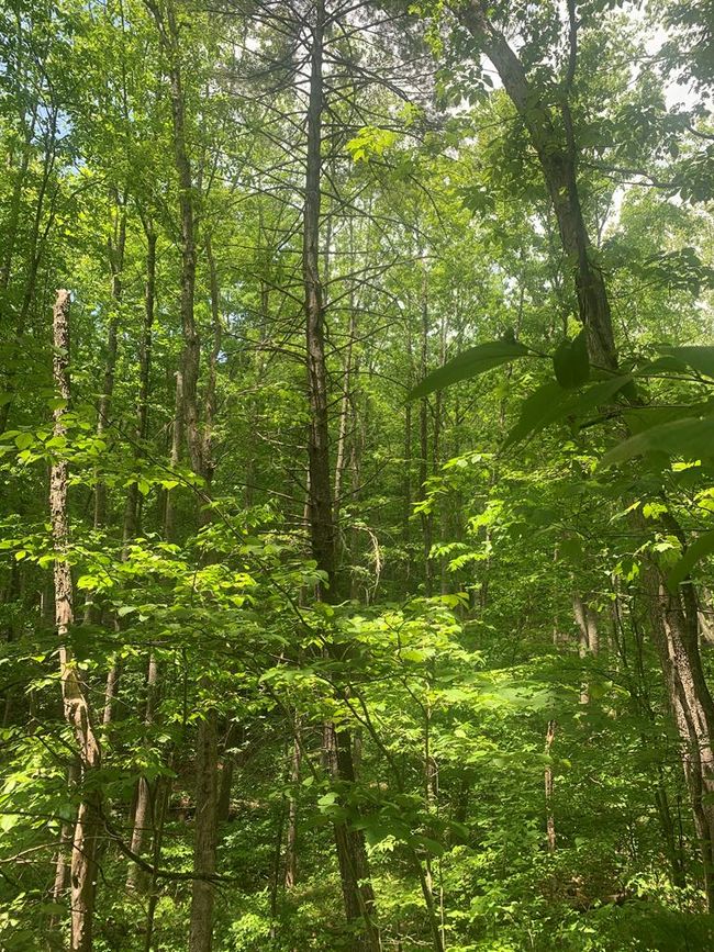 0 Tyler St, Home with 0 bedrooms, 0 bathrooms and null parking in Bluefield VA | Image 7