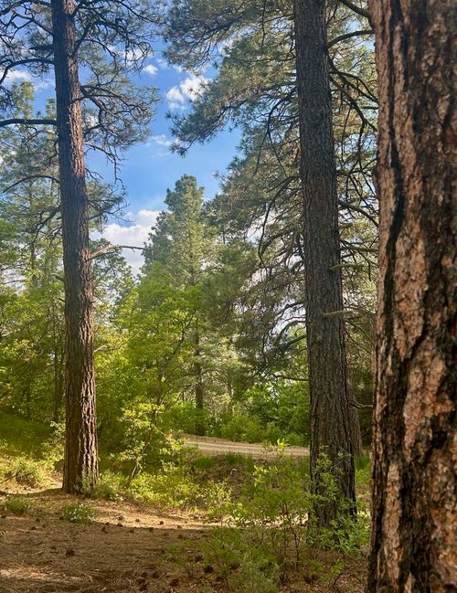 Tract B 266 Gallina Canyon Road, Valdez, NM, 87580 | Card Image