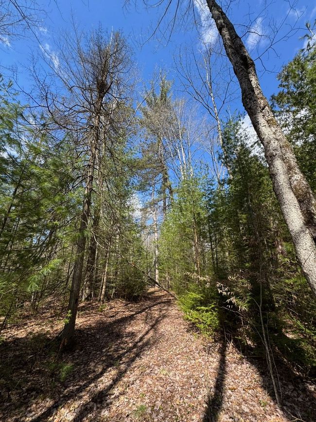4233 Hardacre Trl, Home with 0 bedrooms, 0 bathrooms and null parking in Houghton Lake MI | Image 24