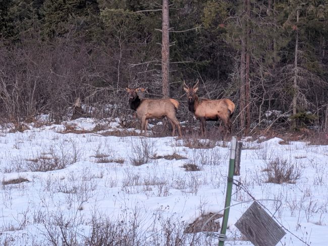 Elk | Image 14